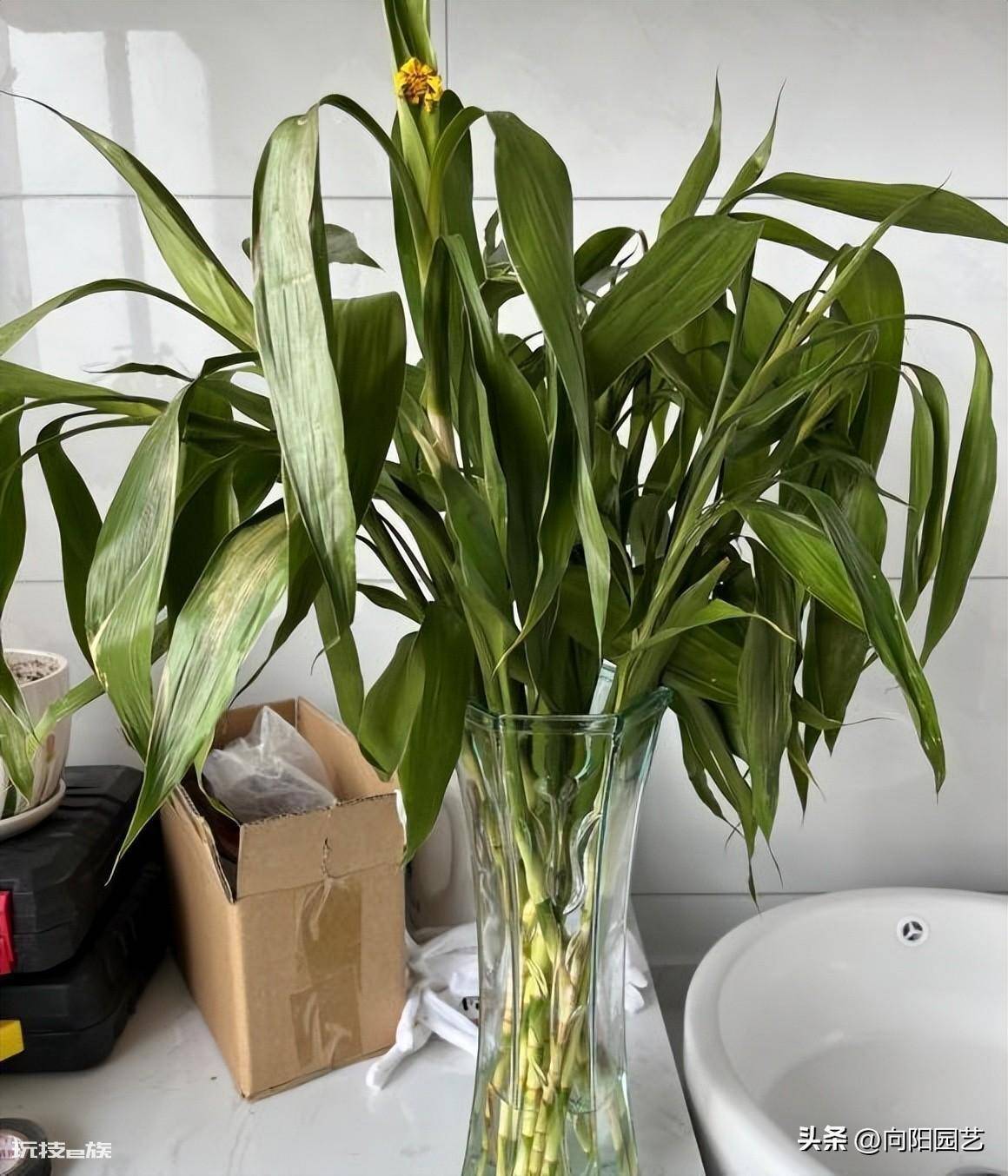 适合水培的植物类型(这6种水养植物干净卫生观赏性高)-图片1